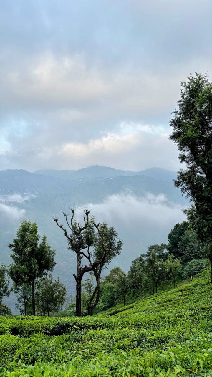 Tea Estate Secret cover