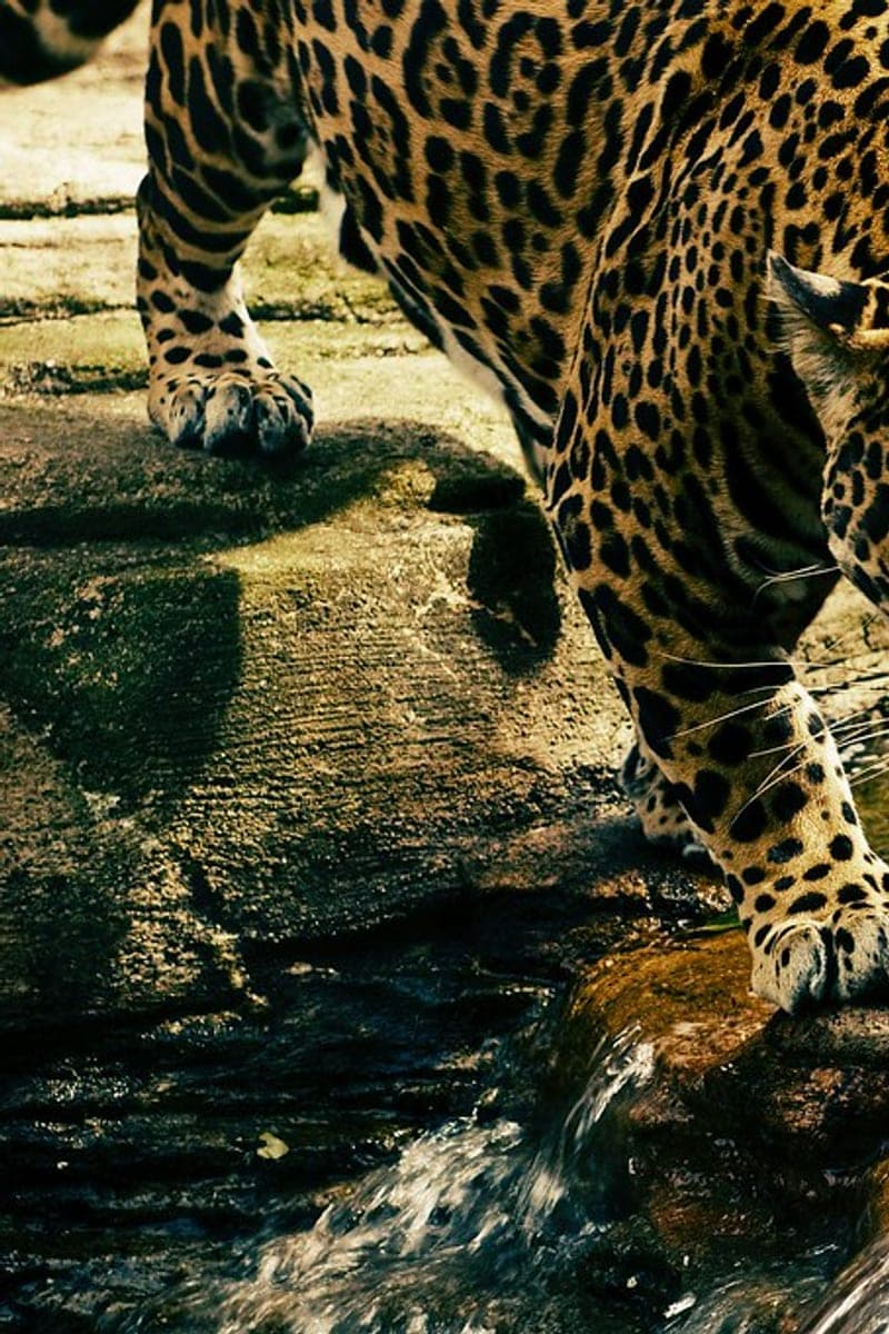 Jungle Whispers poster